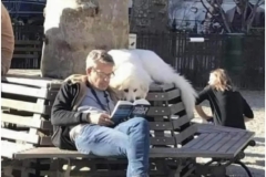 dog reading with his person
