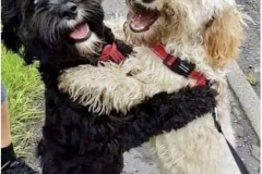 two dogs hugging and smiling
