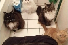 Cats watching person on toilet