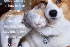cat dog love without conditions