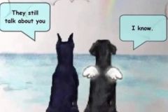 loss of a pet