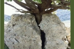 tree growing through a rock