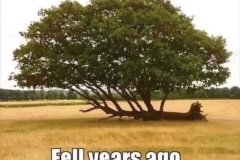 Fallen tree trunk with new trees growing out of it