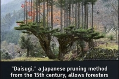 Japanese pruning method for trees