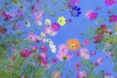 flowers and blue sky