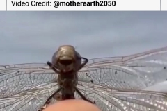 Nature, Winged Bug
