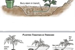 gardening, planting tomatoes
