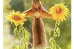 squirrel, flowers, photo