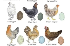Chickens and Eggs