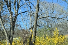 Spring and Winter, Side by Side, Nature, yellow, forsythia