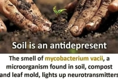 Soil, Natural Antidepressent