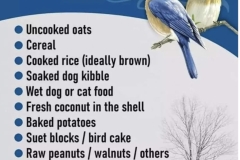 food for the birds