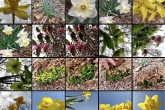 Spring 2023 Flowers (in February!) (photo by DH)