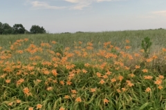 Orange Day Lilies on the way home 2022 (photo by DH)