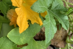Squash Flower (photo by DH)