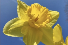 Daffodils Feb 2023 (photo by DH)