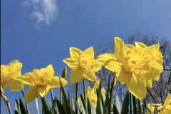 Daffodils Feb 2023 (photo by DH)