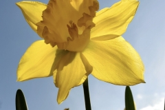 Daffodils Feb 2023 (photo by DH)