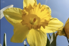 Daffodils  Feb 2023 (photo by DH)