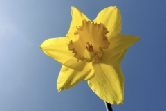 Daffodils  Feb 2023 (photo by DH)