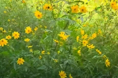 yellow-flowers  (photo by DH)