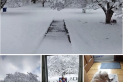 sweet old dog, snow, stained glass (photo by DH)