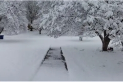 sidewalk and snow covered dogwood tree (photo by DH)