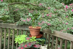 Flowers on the Deck (photo by DH)