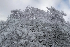 Snow Covered Dogwood Tree (photo by DH)