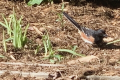 Robin in yard (photo by DH)
