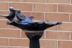 bluebird in bath (photo by DH)