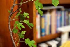 Fig bush (photo by DH)