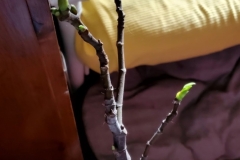 Fig bush (photo by DH)