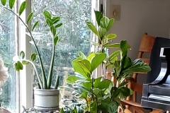 Plants, Light, Books, Music, Art (photo by DH)