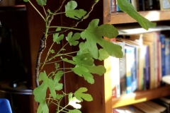 Fig Tree (photo by DH)