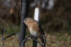 Small bird at the feeder (photo by EM)