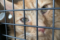 unhappy cat in carrier (photo by DH)