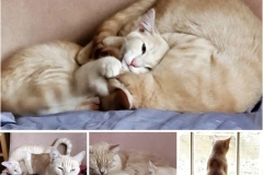 mother and son cat kitten (photo by DH)