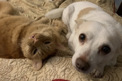 cat and dog friends (photo by DH)
