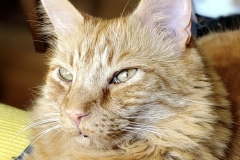 cat looking away (photo by DH)