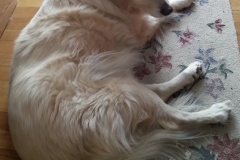 sweet old dog (photo by DH)