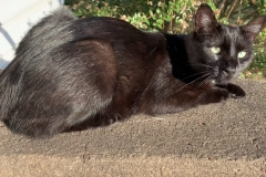 visiting black cat near door (photo by DH)