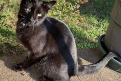 visiting black cat  sitting (photo by DH)