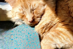 cat sleeping with head on notebook (photo by DH)