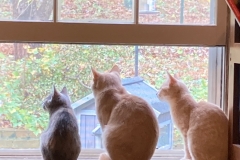 kittens looking out open window (photo by DH)
