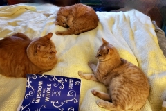 3 cats w/ WOW book,  (photo by DH)