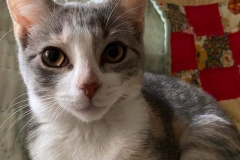 sweet kitty (photo by NMB)