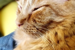 cat snoozing (photo by DH)