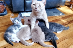 mother cat and 5 kittens nursing (photo by DH)