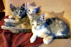 3 sibling kittens (photo by DH)